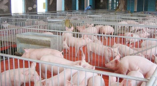 養(yǎng)豬廠廢水應(yīng)該怎么處理？該選用哪種處理方法？-樂中環(huán)保