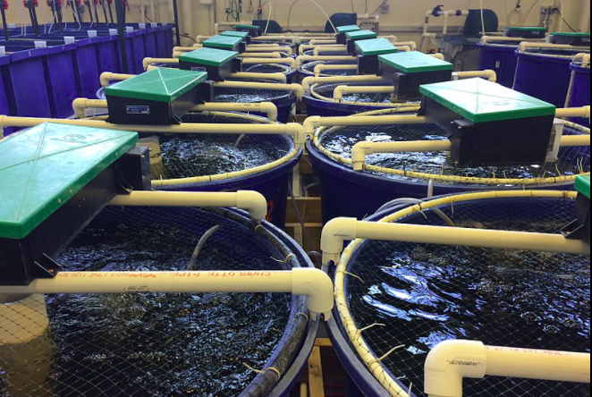 用于養(yǎng)殖場污水處理的新工藝，預計可降低28%運營成本01