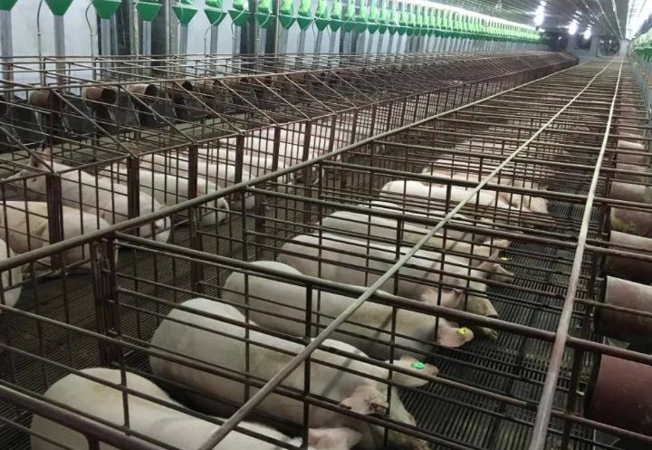 豬場污水處理的一般流程 豬場污水處理的一般流程