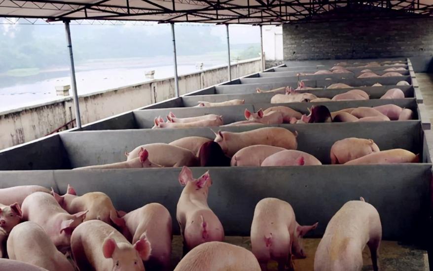 養(yǎng)豬污水處理設(shè)備包含哪些，教你選購適合的養(yǎng)殖污水處理設(shè)備