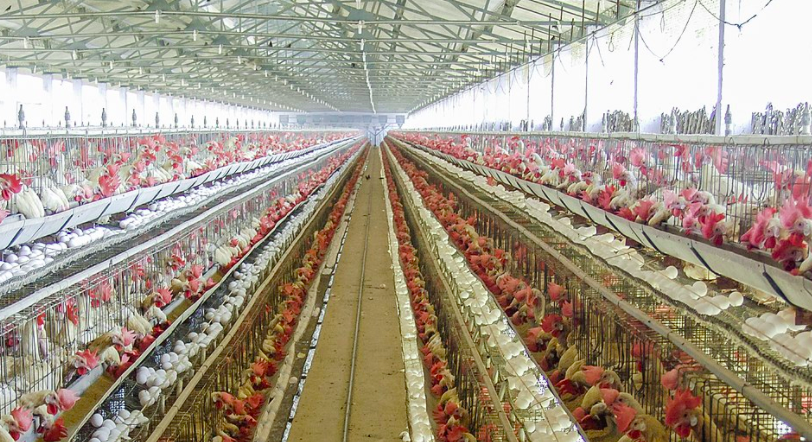 養(yǎng)殖場(chǎng)廢水如何正常處理？-青島樂(lè)中環(huán)保