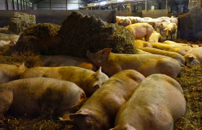 養(yǎng)豬場(chǎng)污水處理方法有哪些？選對(duì)工藝成本低效果好！