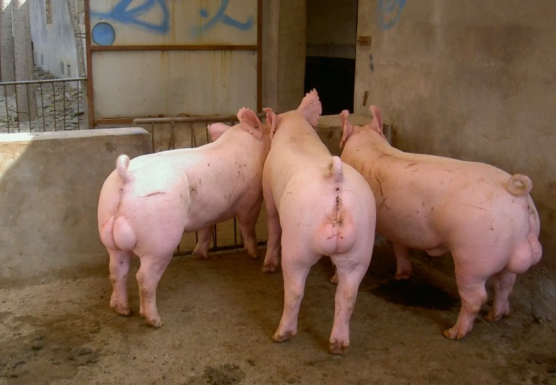 種豬養(yǎng)殖污水處理設備|工藝流程|排放標準 種豬養(yǎng)殖污水處理設備|工藝流程|排放標準